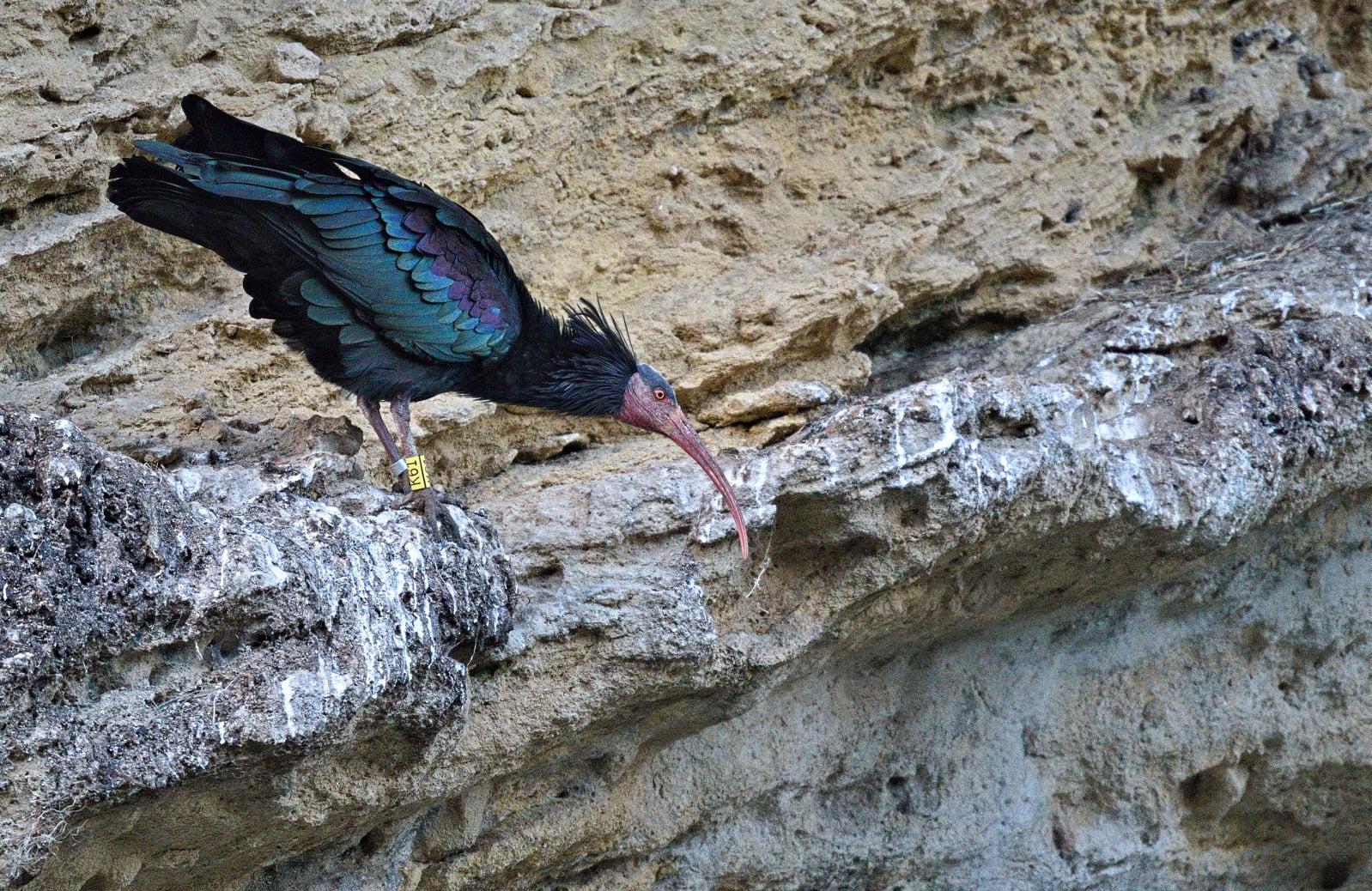 Picture of a northern bald ibis leaning forward on a rock face. Black plumage with green purple iridescent sheen. A black ruff collar. The head is bald and pink with some black on the top of the head. The eye is red. It's bill is long and pink as are it's legs. This bird has a yellow tag on one leg.