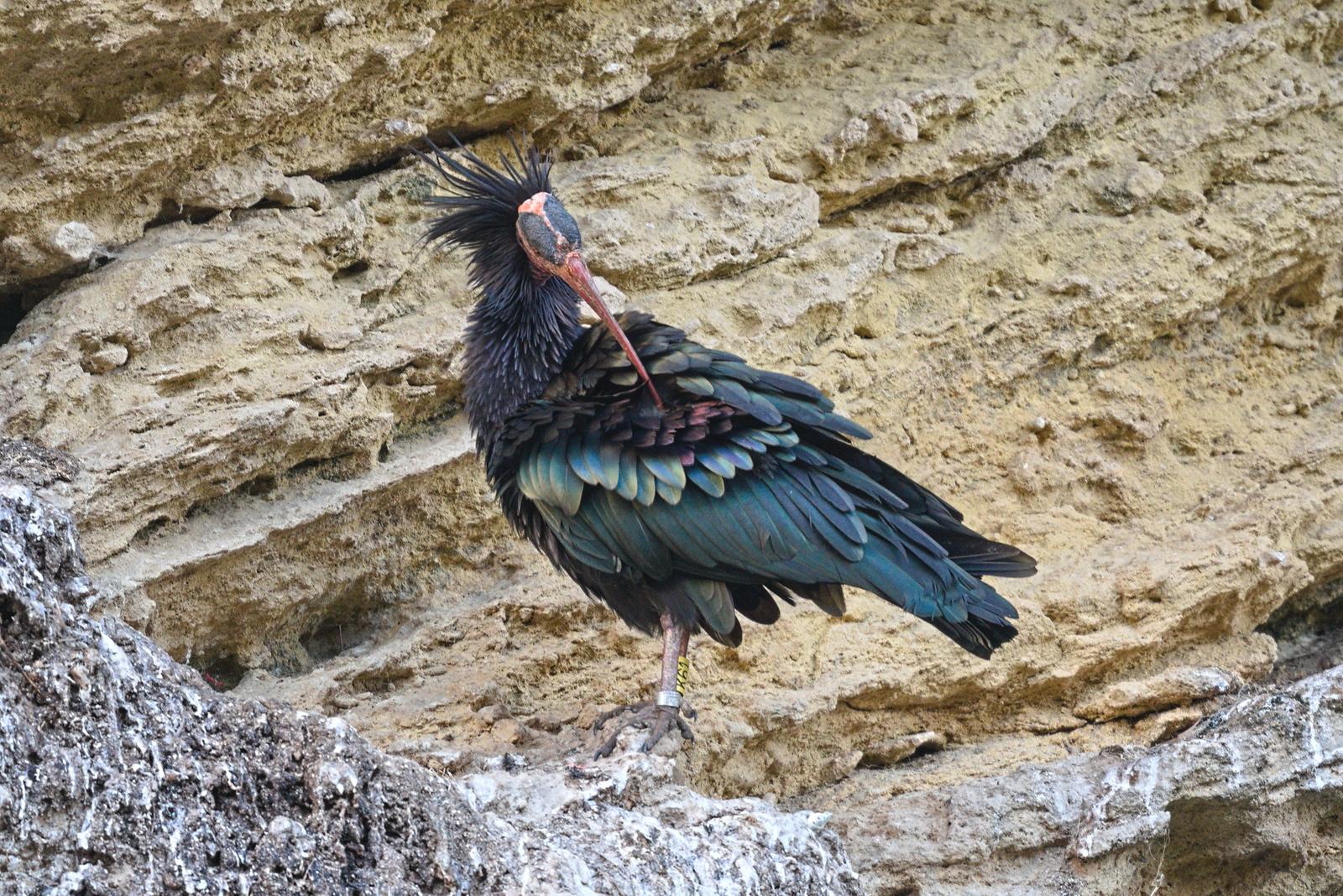 The same bird as in the first photo but it's preening it's beautiful feathers. You can see the ruff around the back of the head and the feathers on the neck are fluffed up too. You can also see the black markings on the top of the bald pink head more clearly.