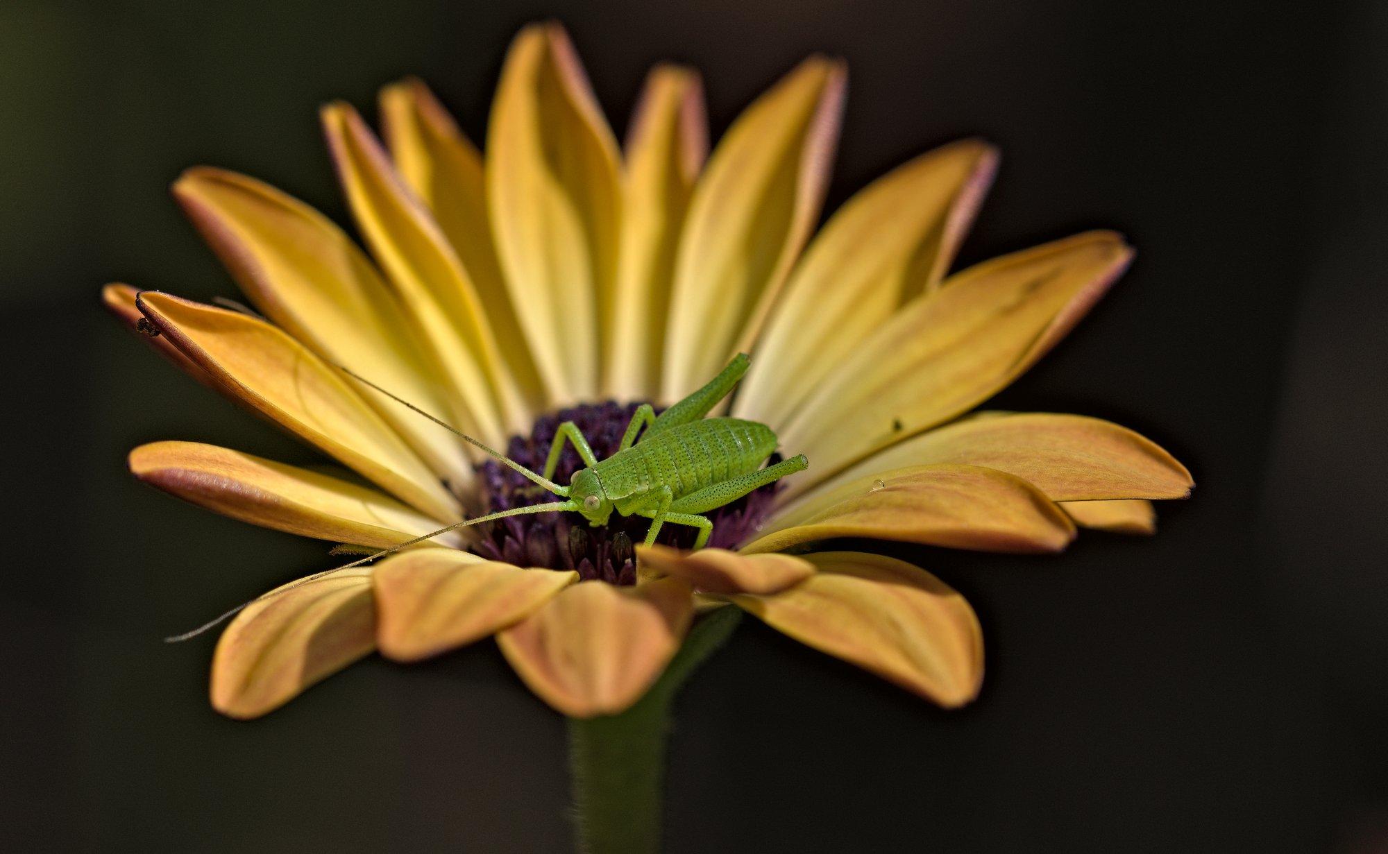 A tiny green bush cricket nymph in the centre of an orange coloured flower
