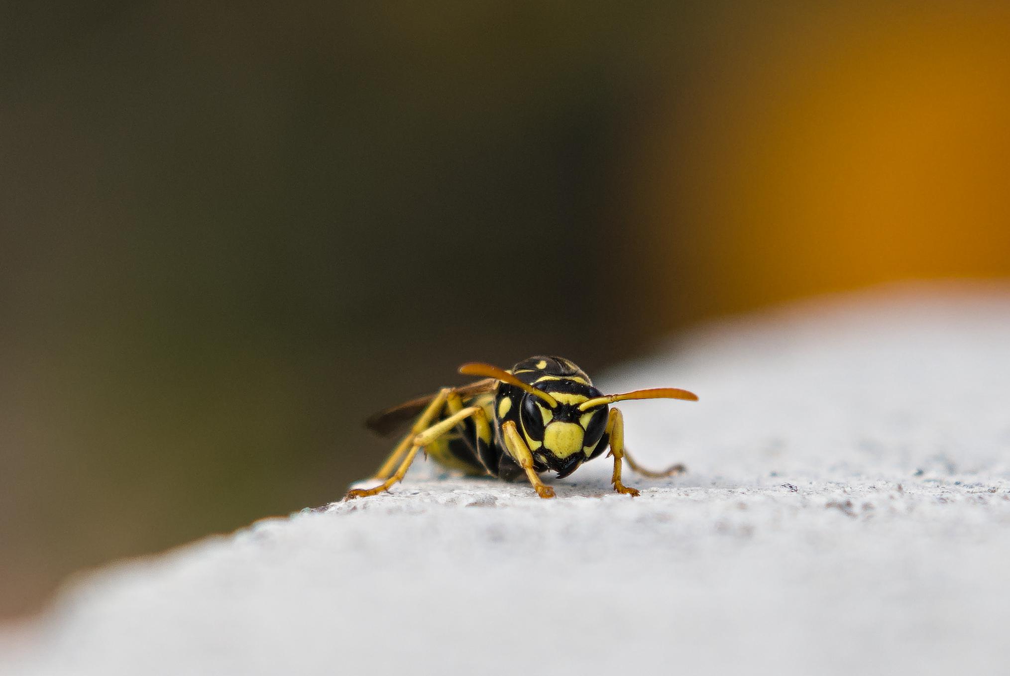 Face on picture of a wasp. Black and yellow mean looking insect resting on a grey rock. Blurred out background the orange colour is actually an orange!