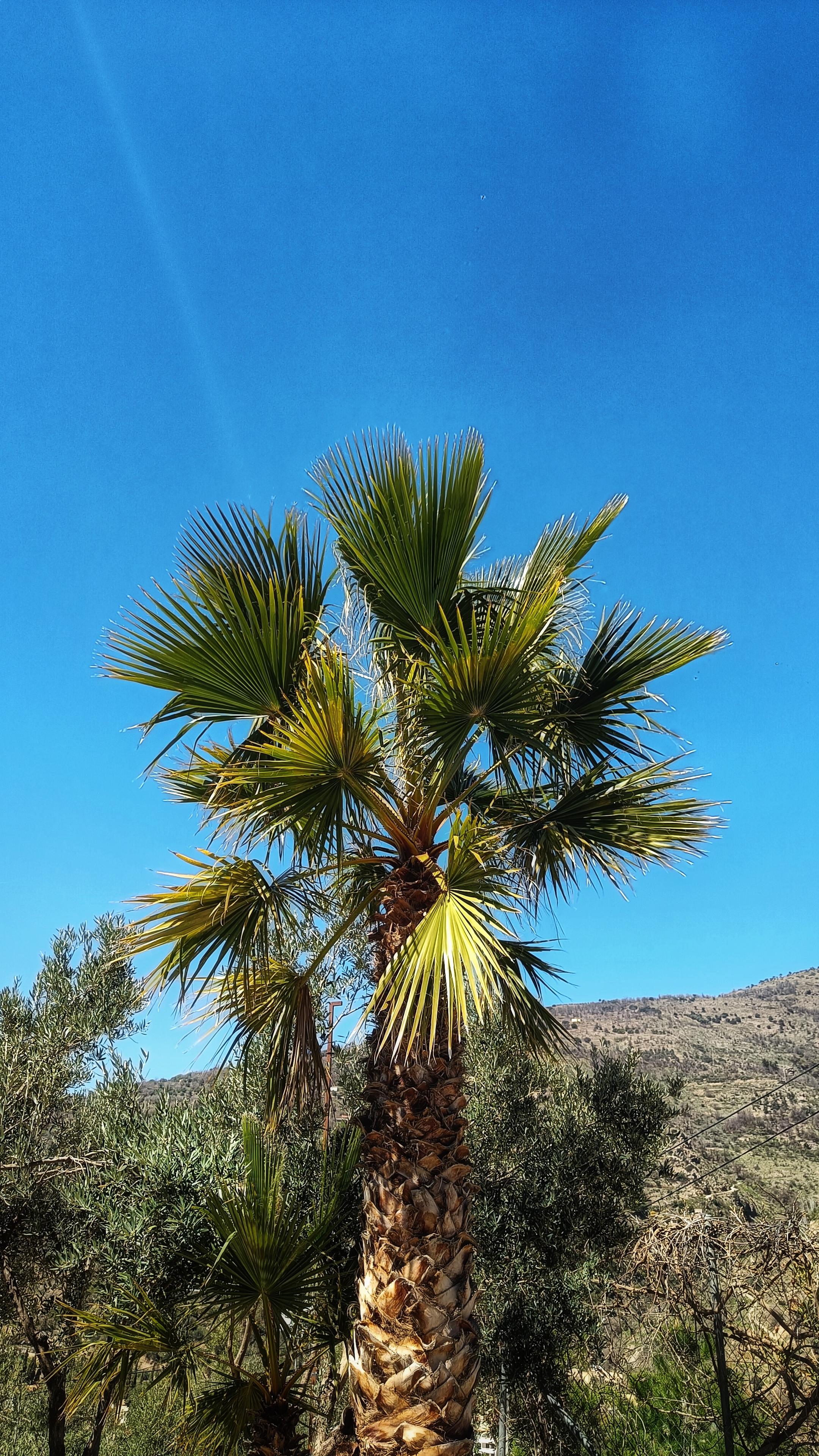 A green palm tree showing off the very blue sky beyond. Mountainside in the background.