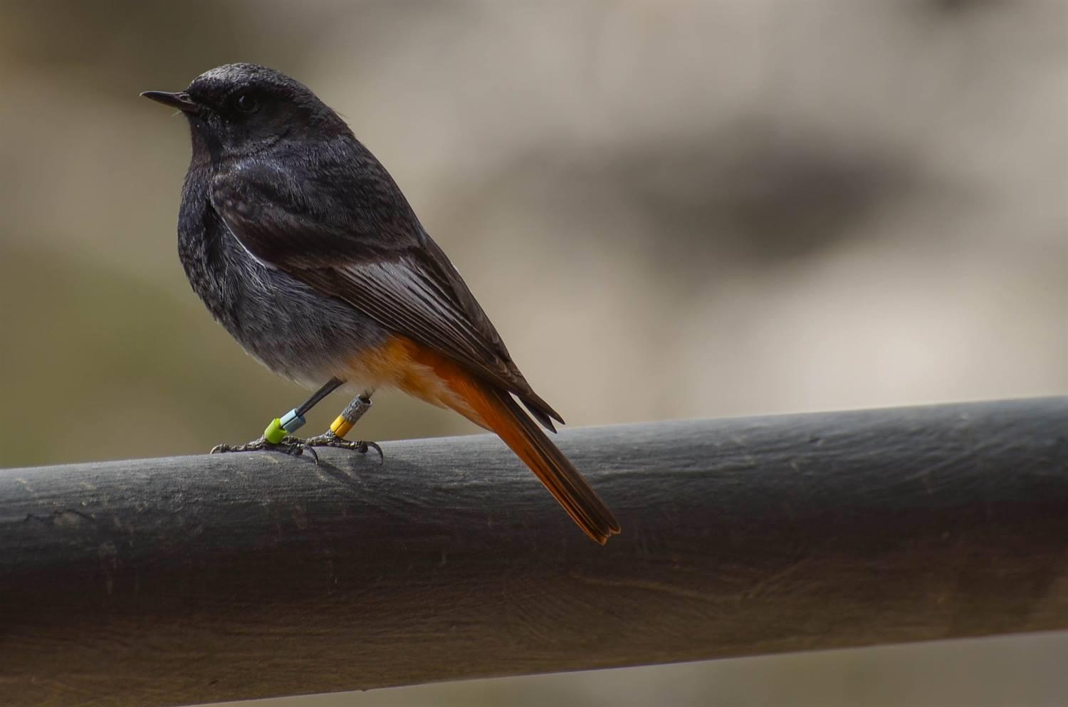 A bird stood on a round wooden fence rail, the back ground is blurred out. The bird is side on to the camera, it is looking towards the photographer. The bird is mostly black, with shades of grey, some white in his wings and orange tail feathers. Both of his legs have rings on.