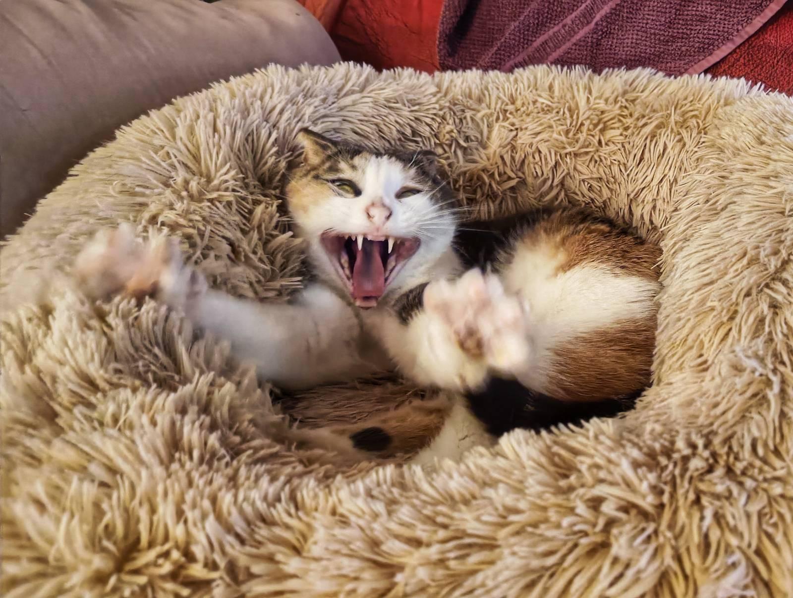 A tri coloured cat yawning with front paws reaching towards the camera. The mouth is wide open showing her tongue and canine teeth. She is laying in a beige coloured fluffy bed.