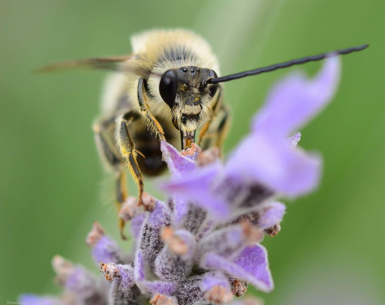 A bee type insect taking lunch on a lavender flower. The insect appears to be looking directly at the camera, it's face and right antenna are in focus. The purple lavender flower is mostly of out focus. The is a green background. 