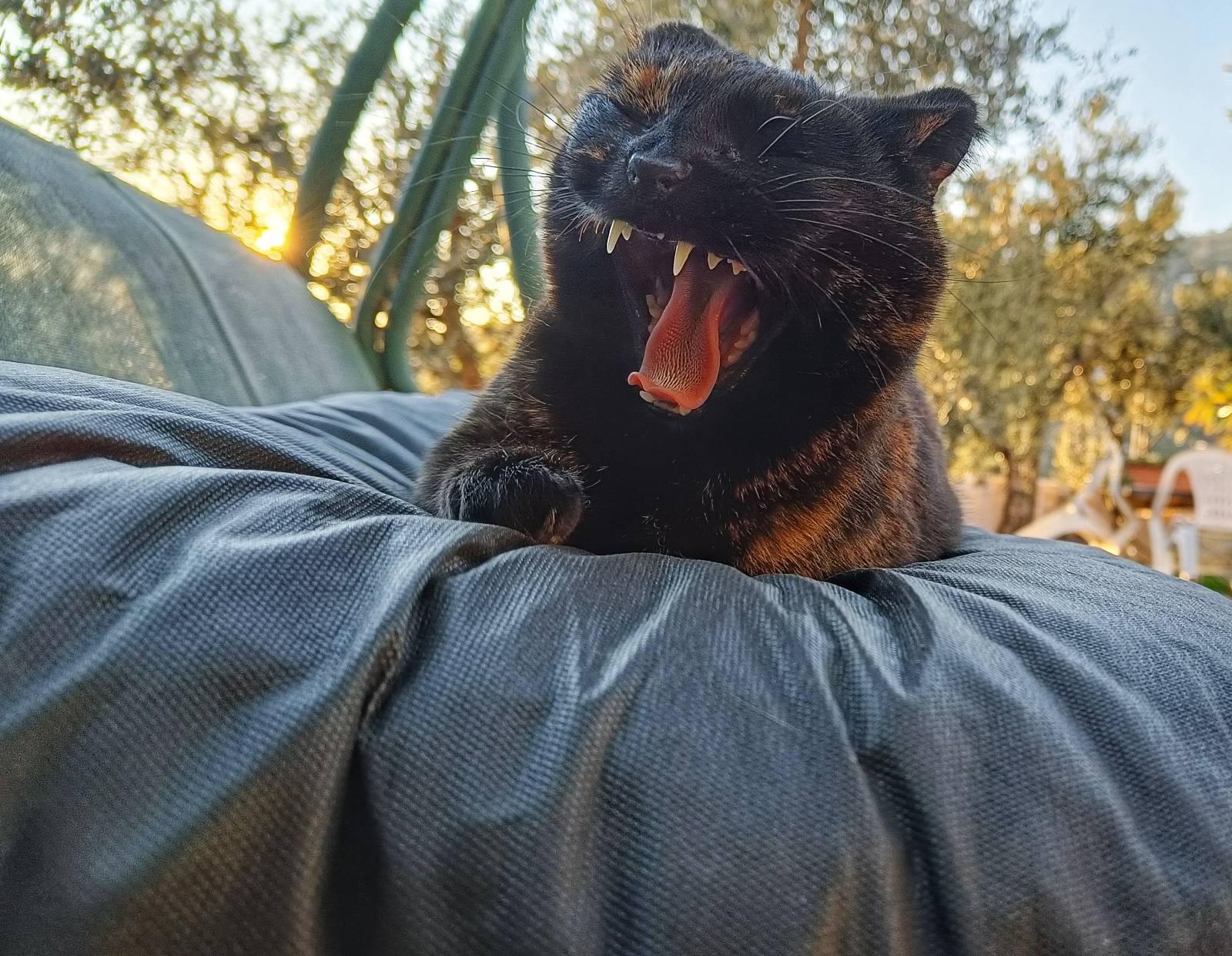 Photo of a black cat having a yawn showing her teeth and tongue. She is facing the camera, eyes closed, laying on a black cushion. Behind her are olive trees with the setting sun.