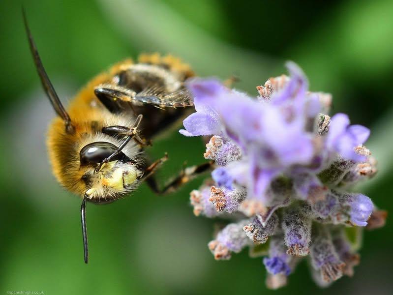 A hairy bee type washing an antenna after taking lunch on a lavender flower. It's a side view with they eye in focus and showing the leg cleaning the antenna. The purple lavender flower is mostly of out focus. There is a green blurred out background. 