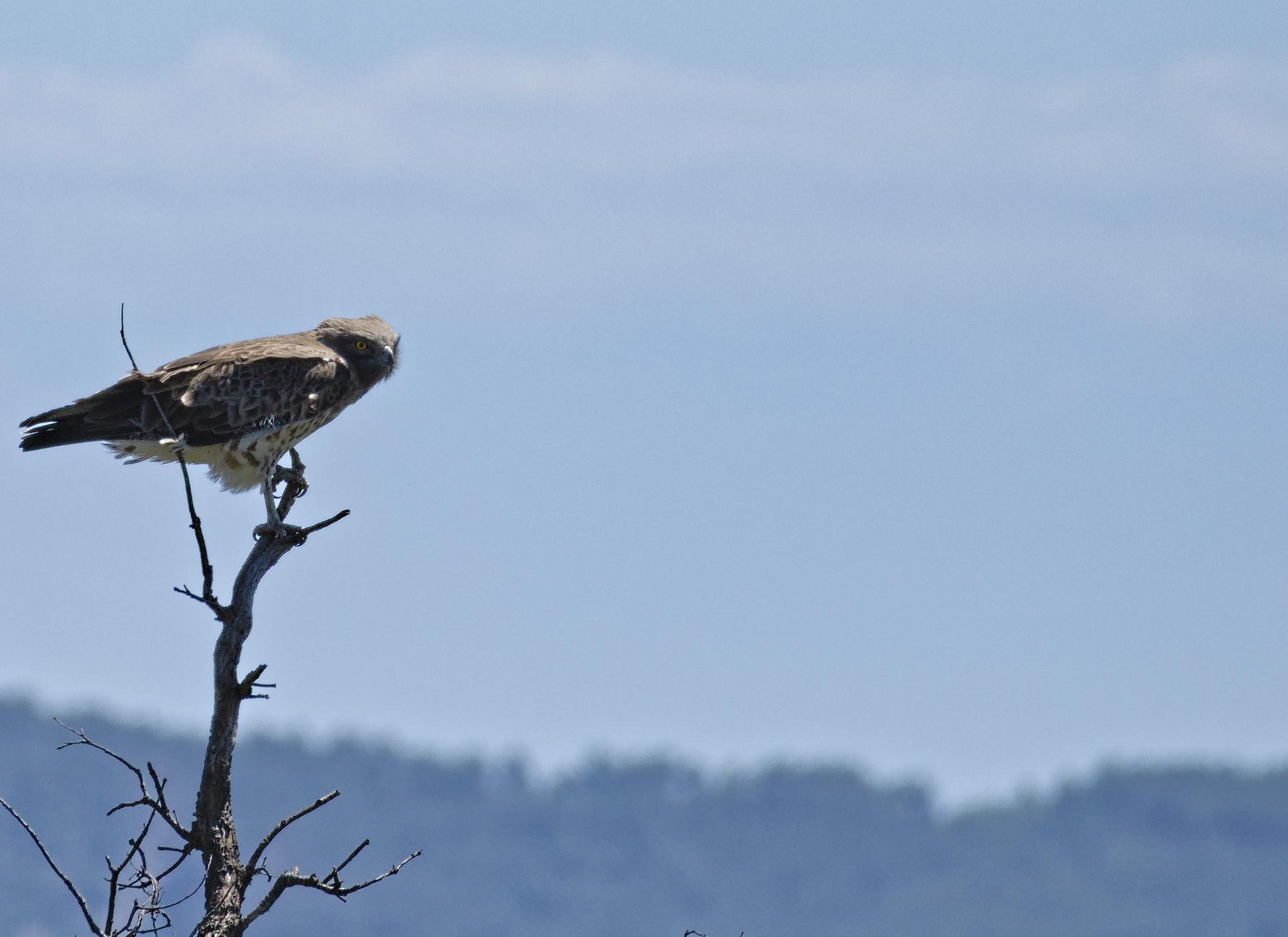 A side view of a Short-toed Snake eagle standing on a dead tree branch. The top of half of the eagle is brown, the lower part is white with brown stripes. The eye is orange. Behind the eagle is mostly out of focus sky and trees below.
