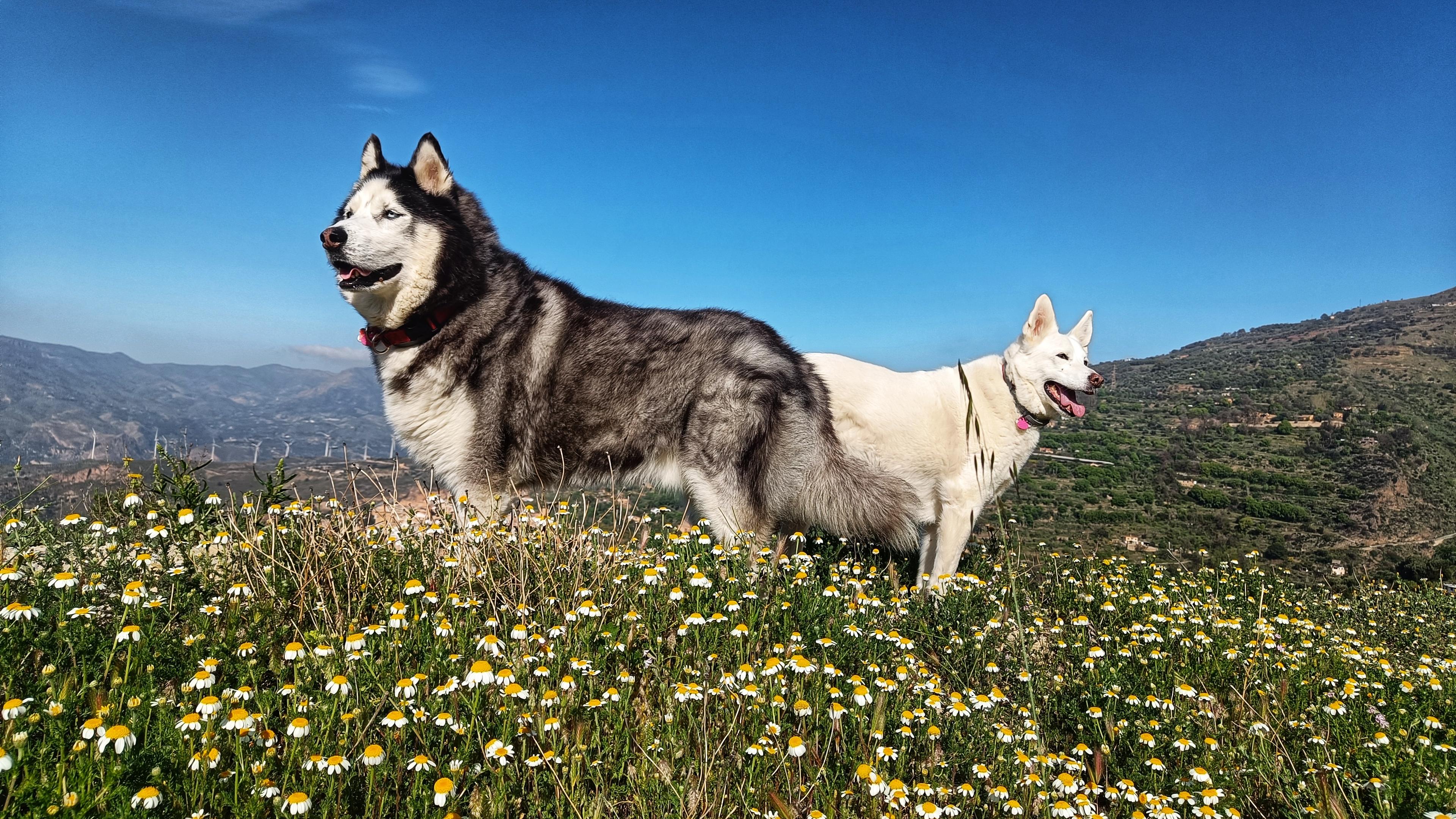 Two dogs stood end to end. Foreground daisy type flowers. Centre left black and white husky. Centre right white shepherd husky looking dog. Either side of the dog are green mountains and behind a blue sky.