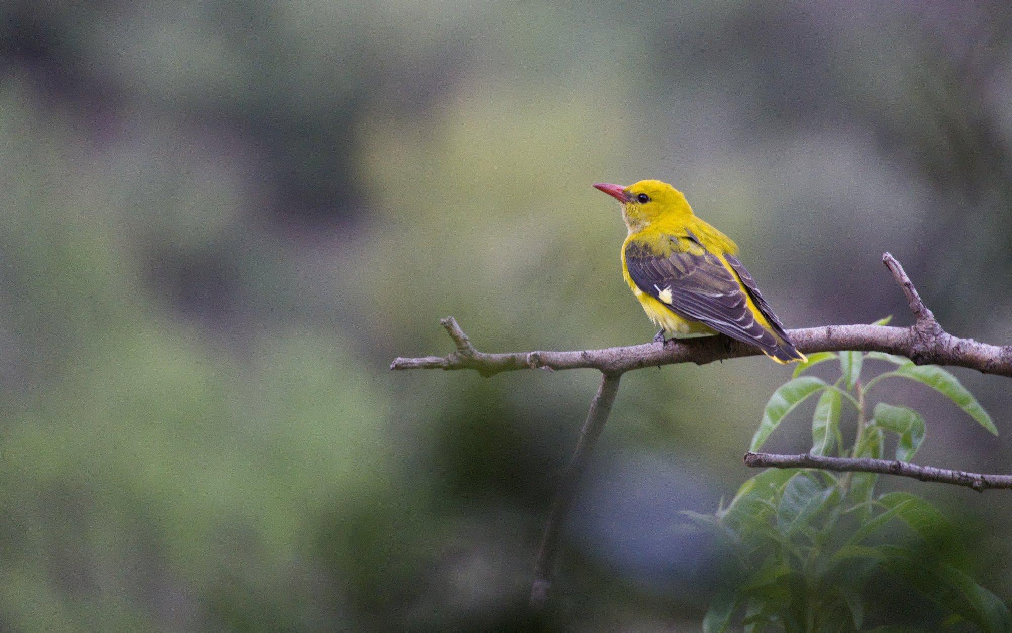 A picture showing a female Golden Oriole. It's thrush size bird. She is mostly a dull yellow colour, with light black wings. She has a red beak. She is perched on the branch of a tree side on to the photographer. The scene behind the bird is blurred out