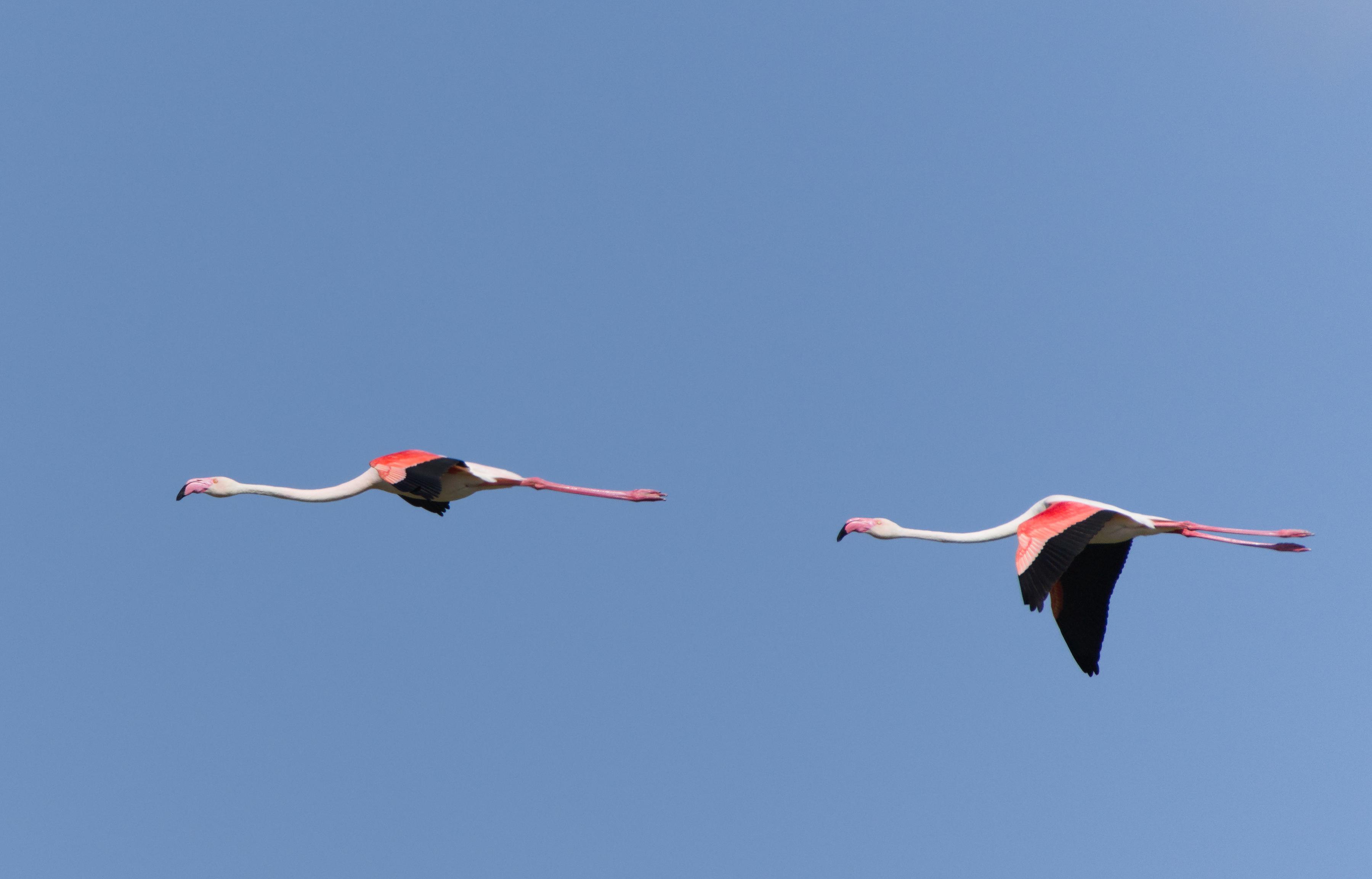 Two flying Flamingos in a blue sky. Big pink and white birds with long pink legs.