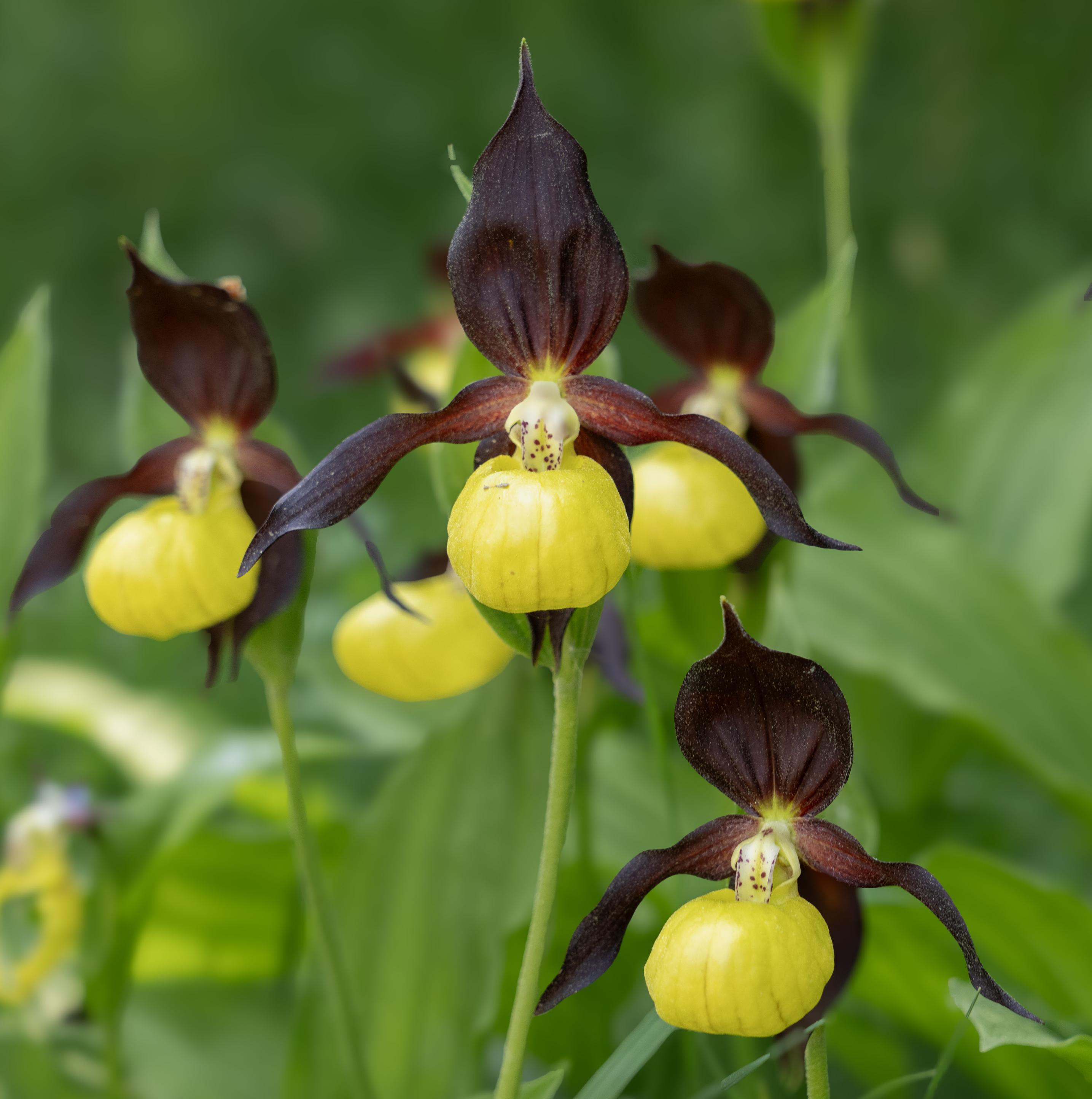 A picture showing Lady's slipper orchid flowers. The flower has a yellow base, shape of a shoe, 3 dark reddish leaves, one standing up straight and one on either side. One flower is in focus and the others in the background are not in focus. The flowers stand out of a green background.