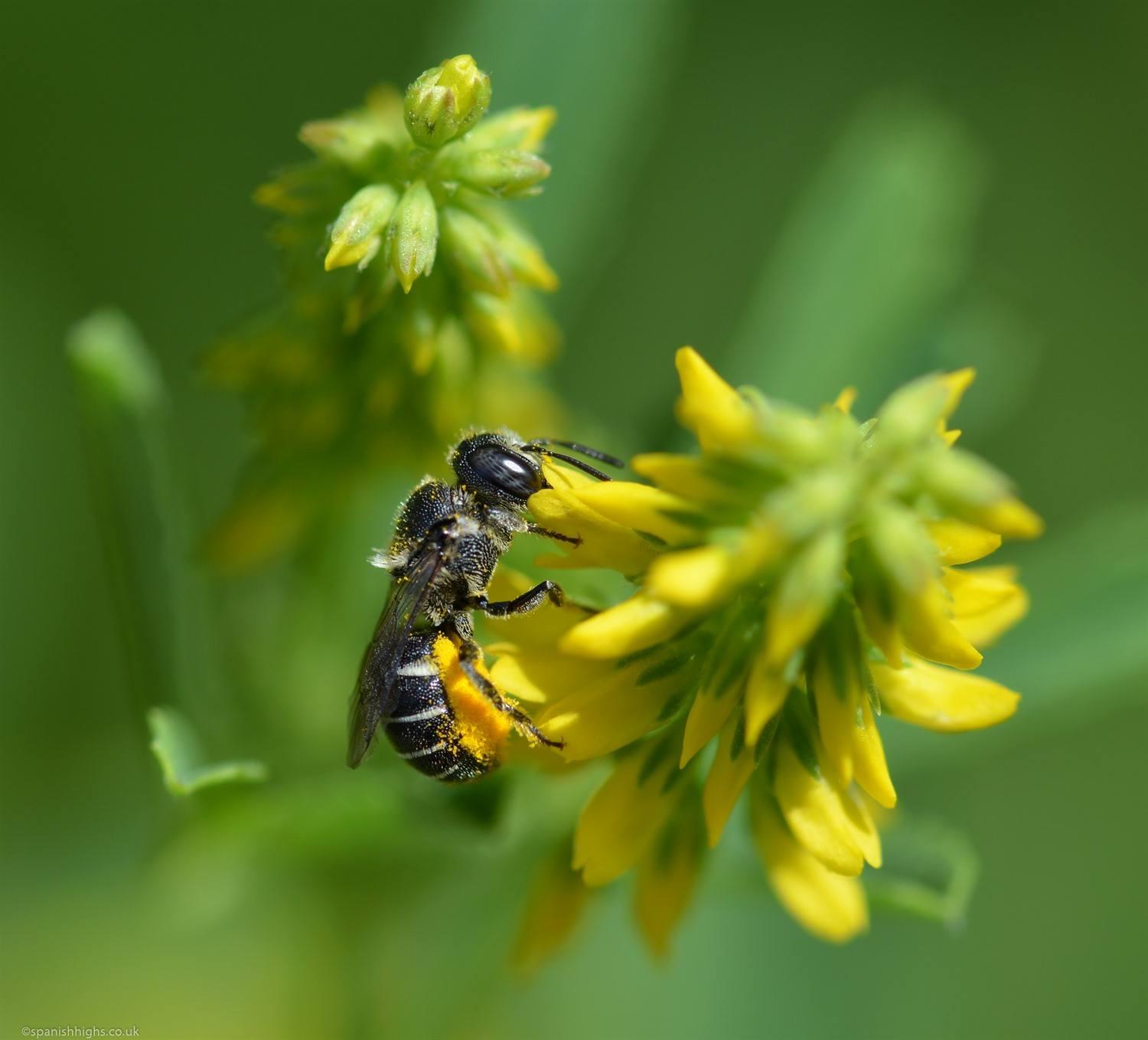 A type of bee absolutely covered in yellow pollen. It is feeding on a yellow flower the rest of the pictures is blurred out green.