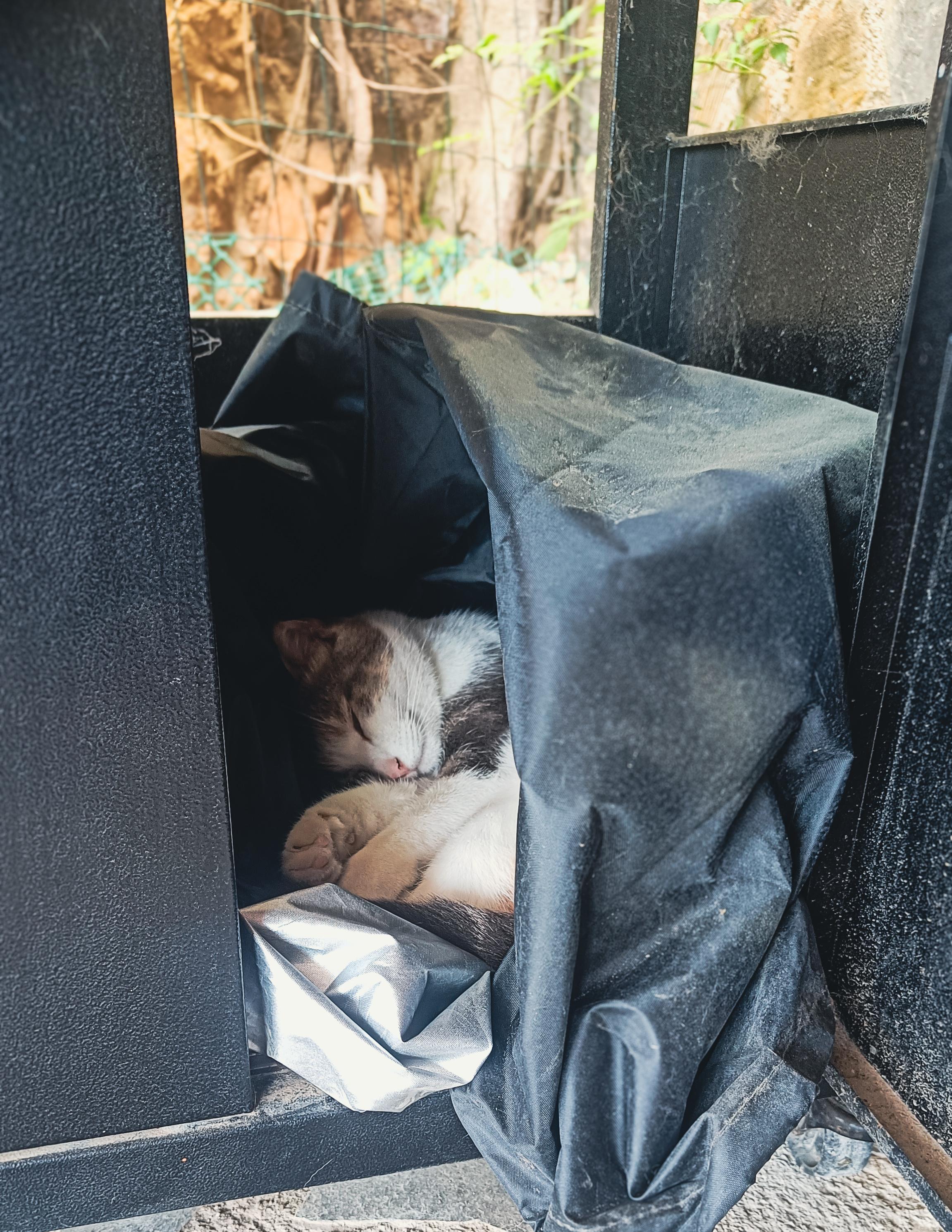 A cat is partially visible curled asleep inside a protective cover inside a BBQ cupboard. The right door is open.