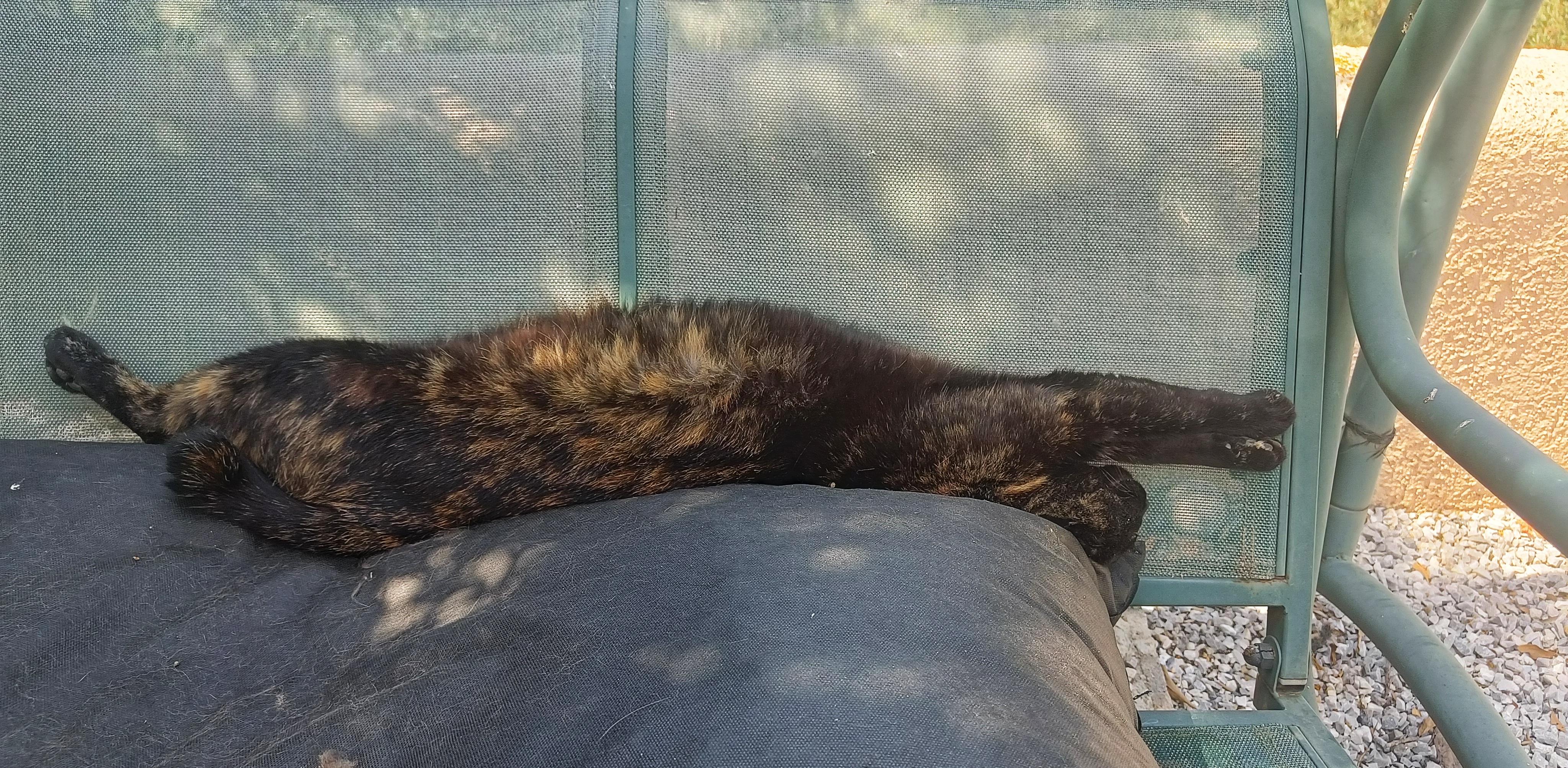 A black cat with brown splodges laying stretched out on her back on a black cushion which is on a green swing chair. Her head is hanging over the edge of the cushion and her front legs are stretched way in front!