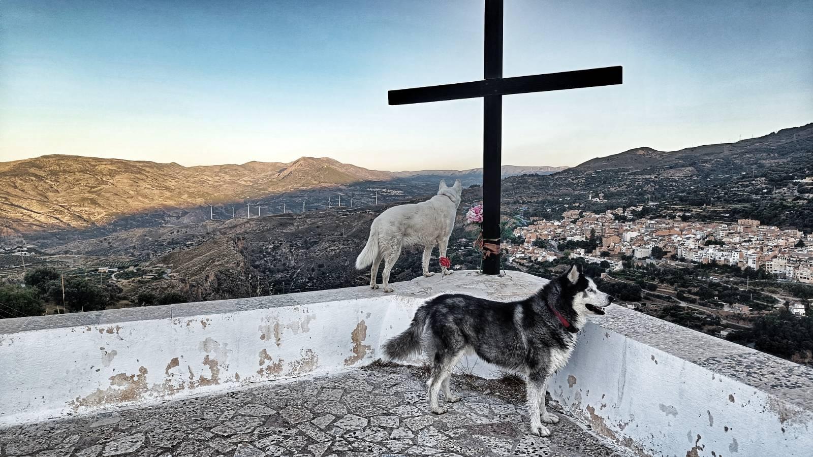 The summer race against the rising sun. Every summer it's the same, out with the dogs before the sun gets up and making it home before the sun hits! We won by a long way today! Photo shows two dogs looking over a low white wall, one is stood next to a large wooden cross. To the right of the cross in the background is a Spanish village, to the left of the cross in the background are dry mountains with the sun halfway down.