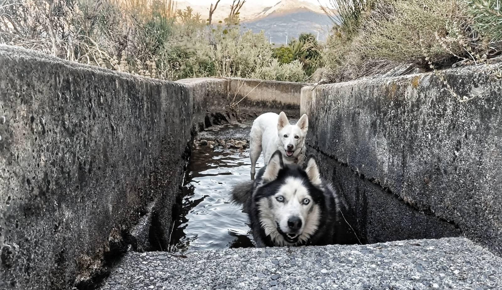 A black and white blue eyed husky and a white dog looking at the camera. They are both stood in water. Cement walls are on either side of them. Vegetation is growing about the walls.