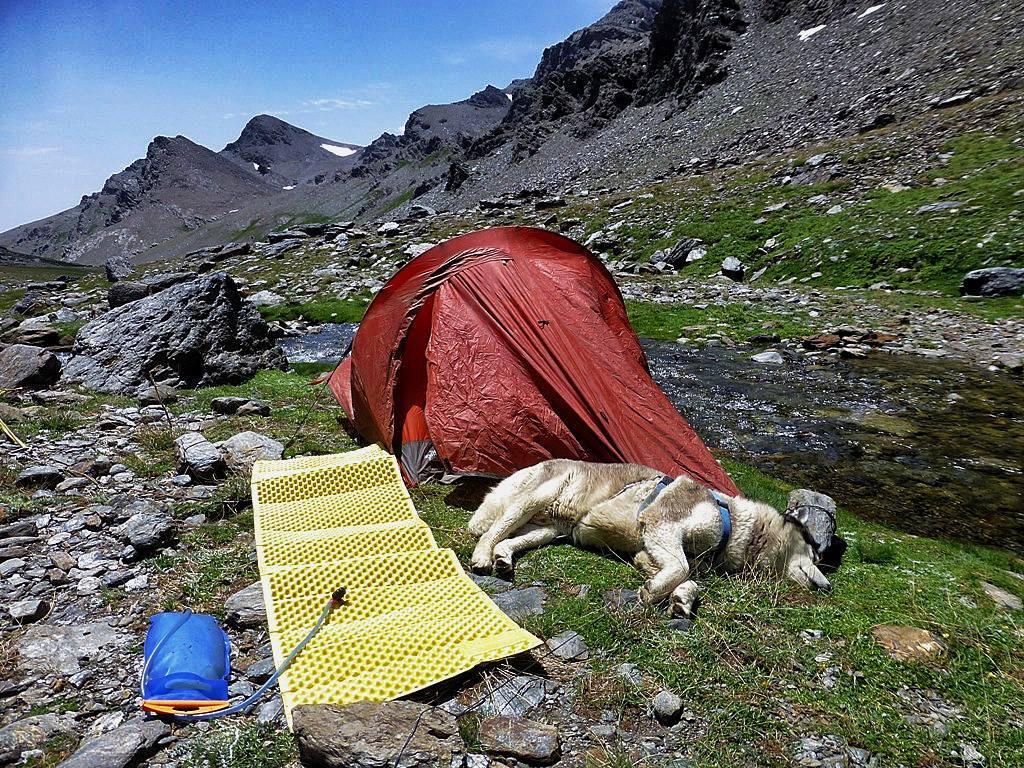 A black and white husky laying on his side on the grass fast asleep. There is a red tent hind him, a yellow sleep mat beside him and a blue water bladder beside that. There is a mountain stream running past the tent. In the background are some mountains with a patch of snow on. Blue sky beyond that.