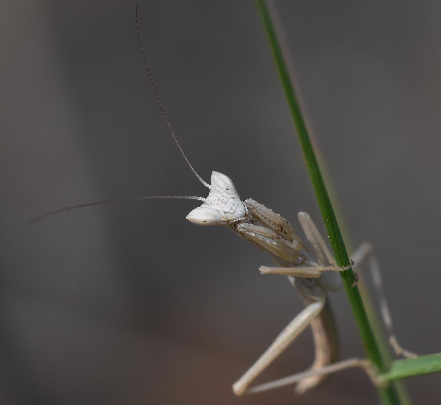 A head on shot of a tiny praying mantis holding on to a blade of grass. The praying mantis is light brown in colour. She is looking directly at the camera. She has a triangular head, her eyes are angular, two long antenna from the head. She is in the classic praying stance.  