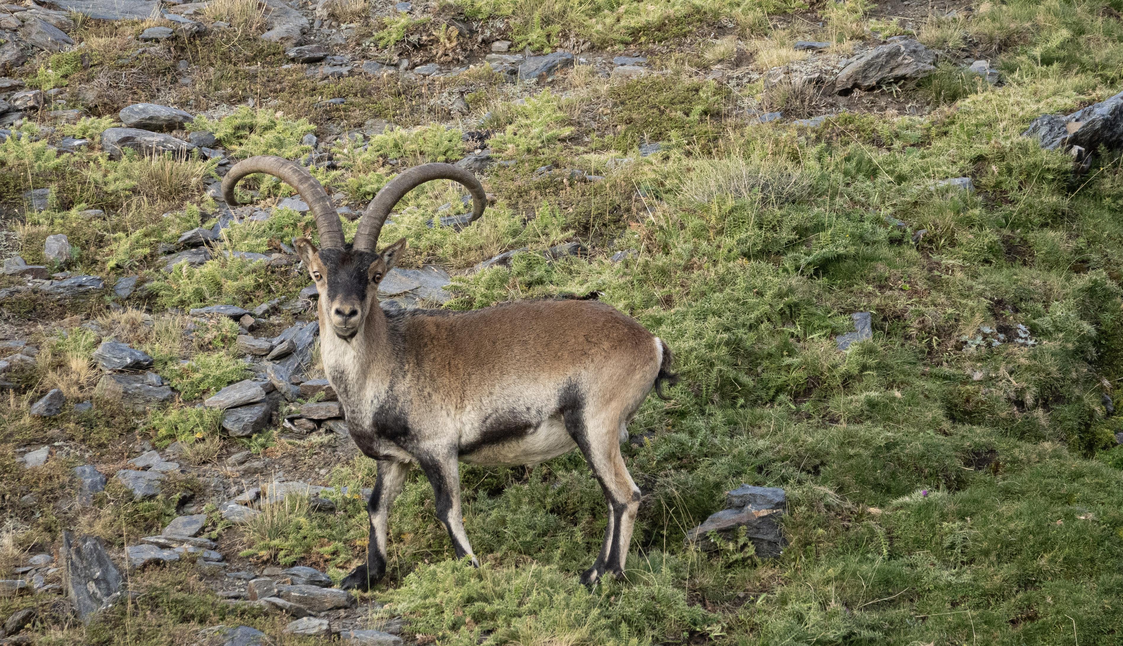 A large male Spanish Ibex standing side on, head turned to look at the photographer. He has two large curved horns from  his head. Black face, large eyes, pale throat, body is mostly brown with pale parts with black patches towards his belly. Black stripe down the front of each leg and pale on the back of each leg. He is stood in a rocky landscape with lots of short green vegetation around him. 