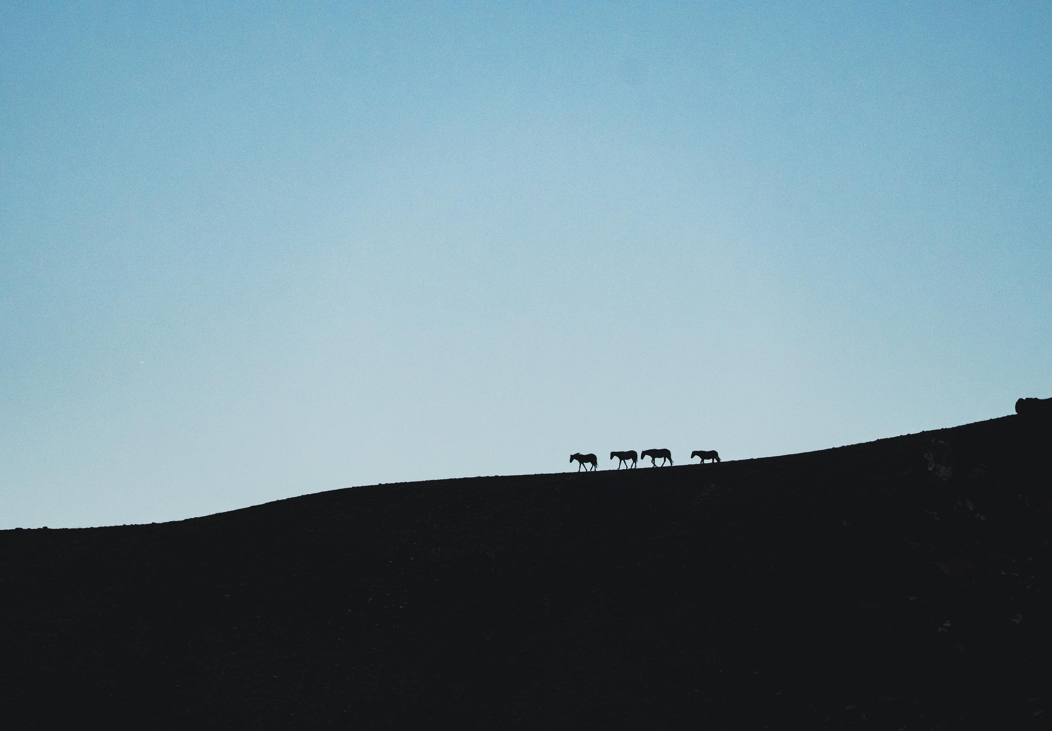 An early morning shot of four horses silhouetted on the skyline of a mountain. 
