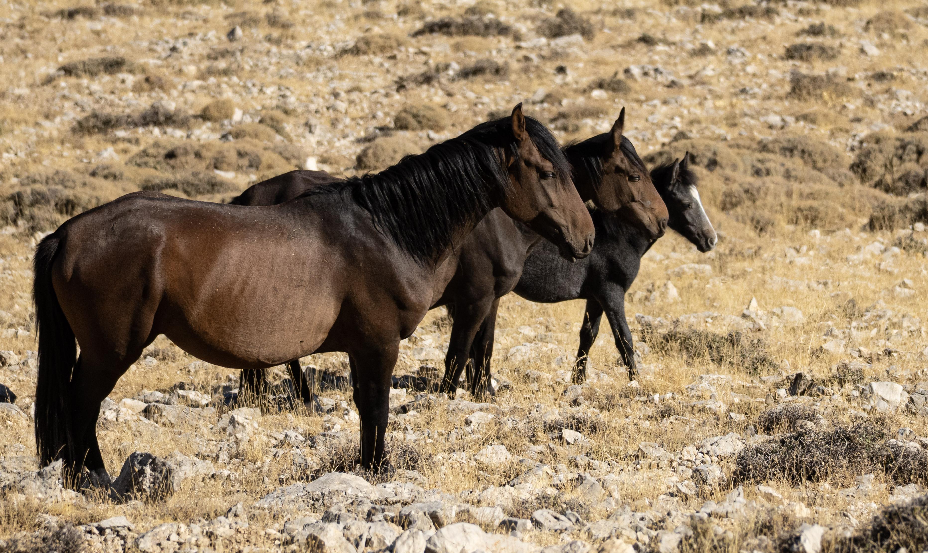 Three wild horses stood in line. The first horse is dark brown with a black mane and tail. The second horse is the same colour. The third, a foal, is dark gray with a white blaze down it's face. They are stood among rocks and low vegetation.