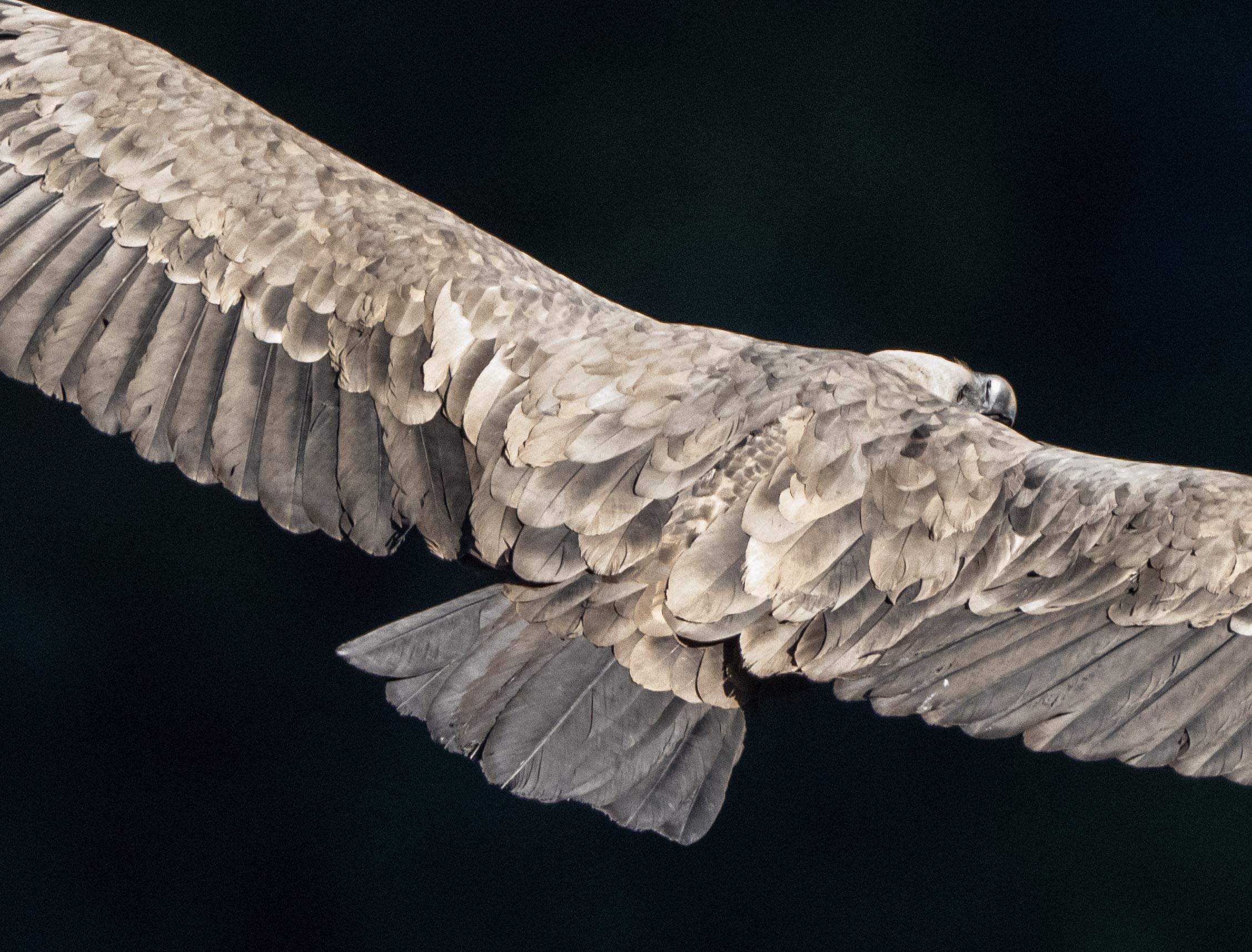 A close up shot of a Griffon vulture. The picture shows the detail of the feathers which are various shades of brown. You can just see the off white head, eye and beak of the bird.