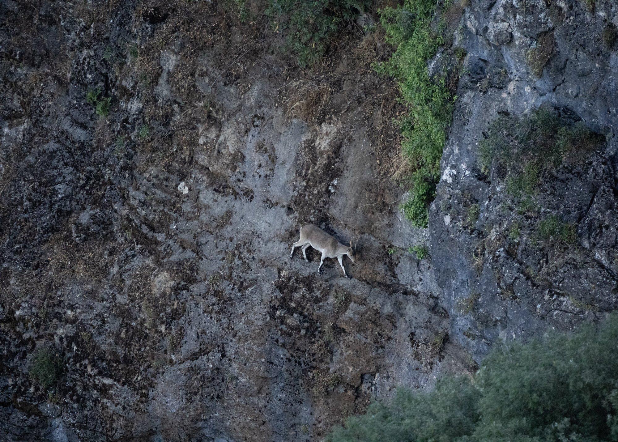 An Ibex walking along a thin line on a cliff face. The Ibex blends perfectly into it's surroundings. 