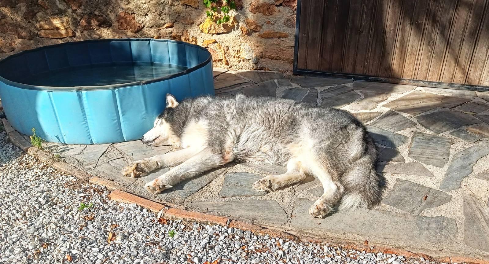 A black and white husky dog laying on his side in the sun. There is a blue dog paddling pool beside him.