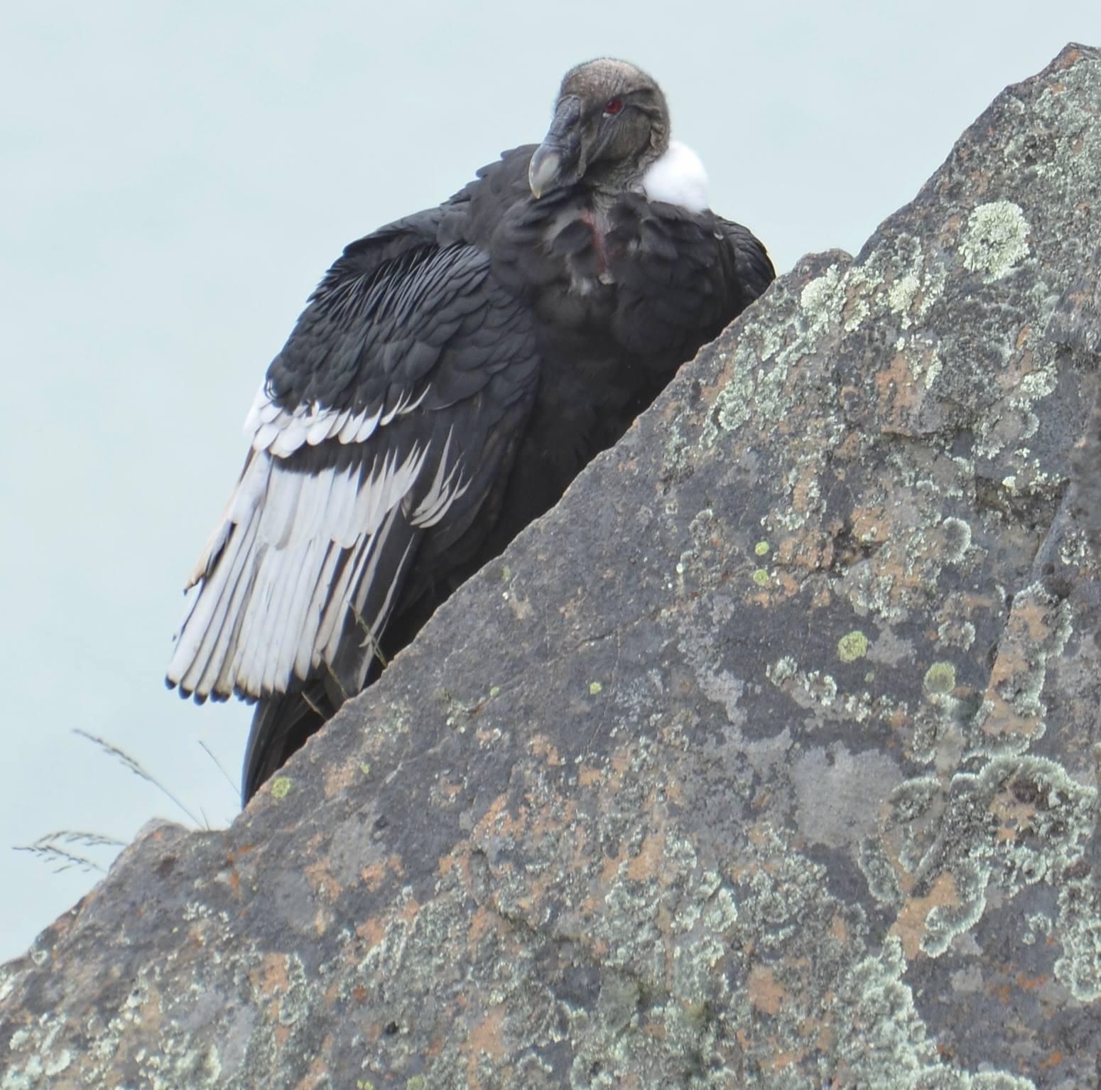 An Andean Condor rest on a rock ledge. Right to centre left is a rock with various lichens on it. The bird is resting just beyond with a grey background. The bird is looking side on at the photographer. The bird is a very big black bird with white wings. A grey bold head and a red eye.