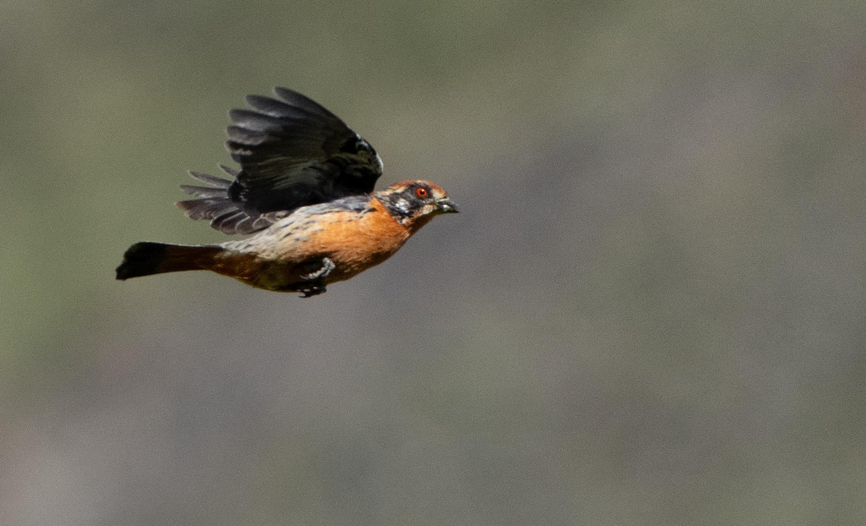 Rufus Tailed Plantcutter flying past the photographer. The bird was actually in a territorial dispute with another male. This one would land and was quickly chased off by another.