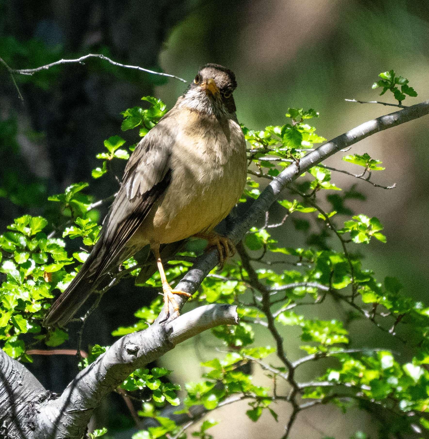 An Austral Thrush. A family were singing, feeding, and taking shelter from the wind in a small beech woodland. The one gave this curious pose!