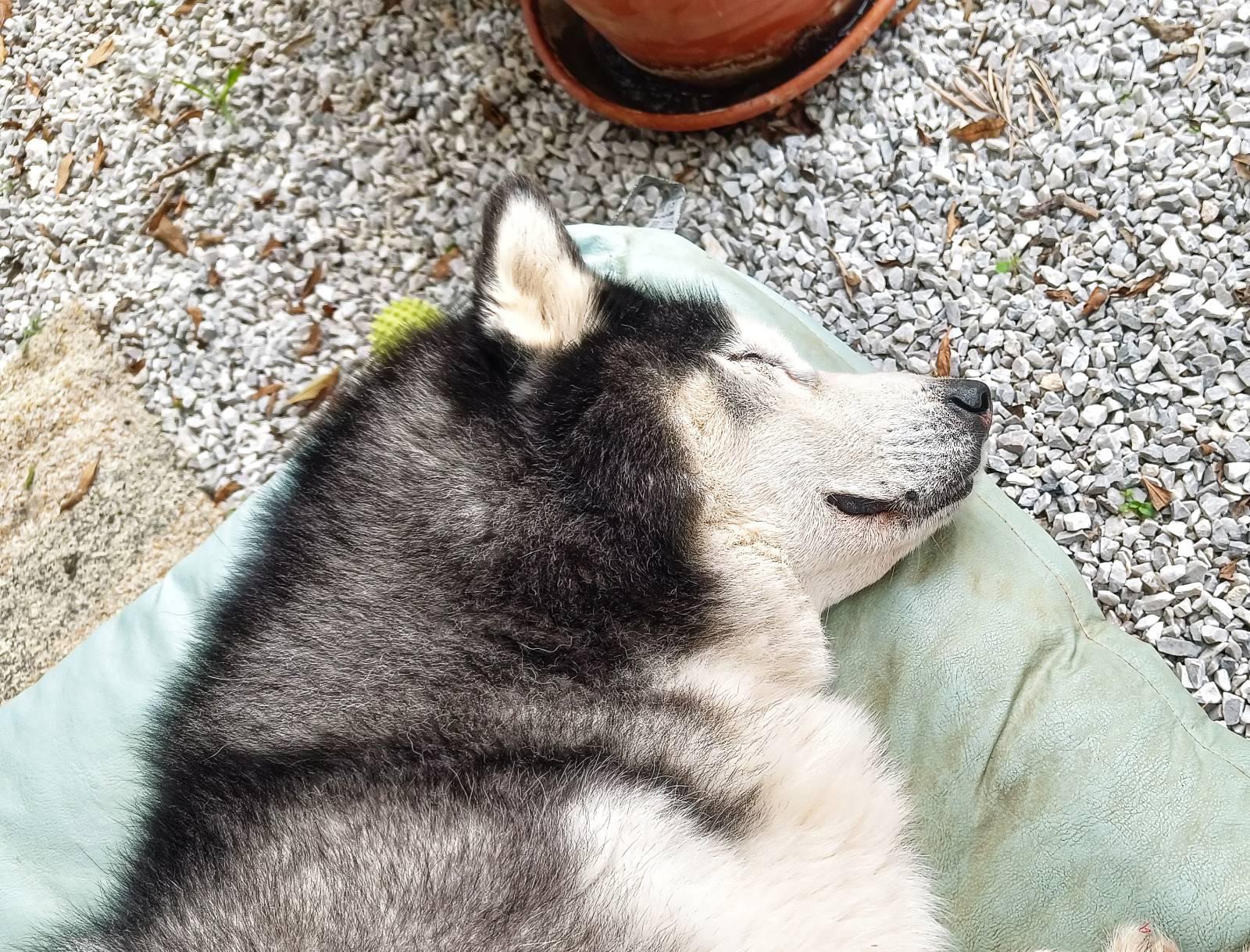 A black and white husky fast asleep laying on a light blue bed. Its not often I can sneak up on him to snap a picture of him sleeping.