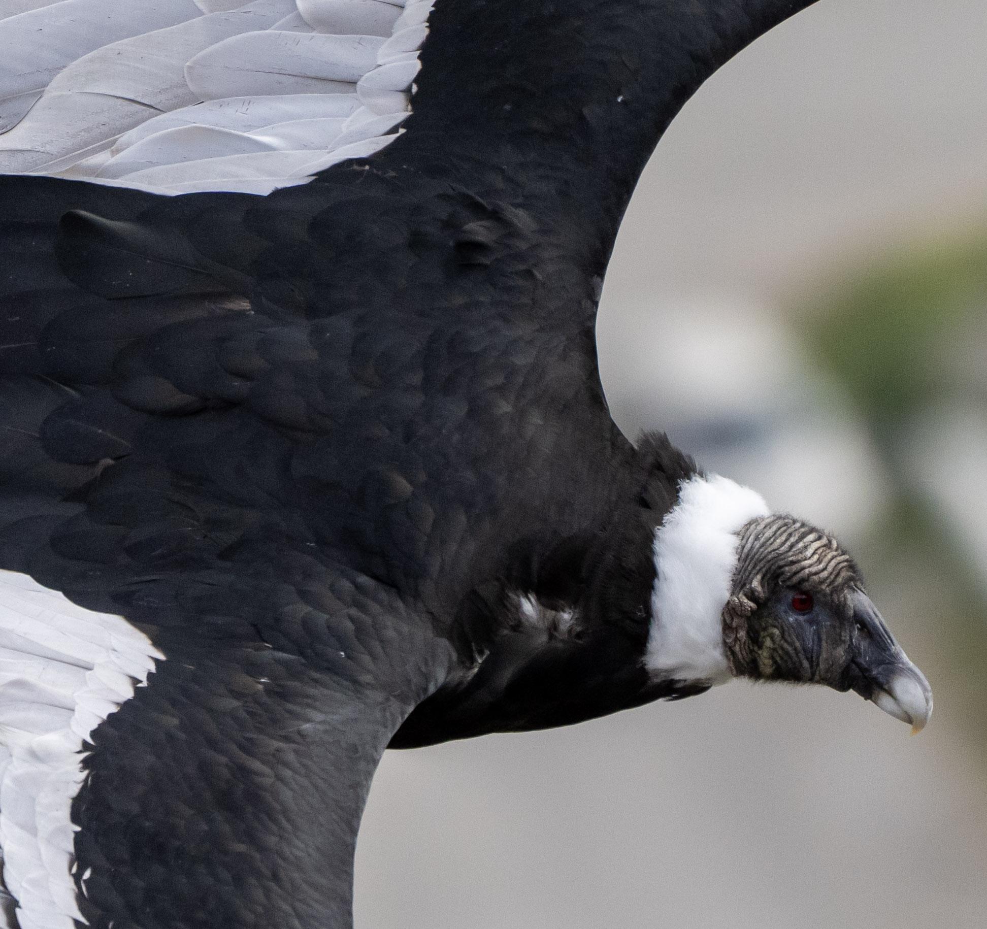 A close up picture of an Andean Condor flying below the photographer as she was coming into land on the cliff. The bird is mostly black, but has a white ruff on her neck and white bands of feather towards the back of the wings. A bald greyish head and beak and red eye. 