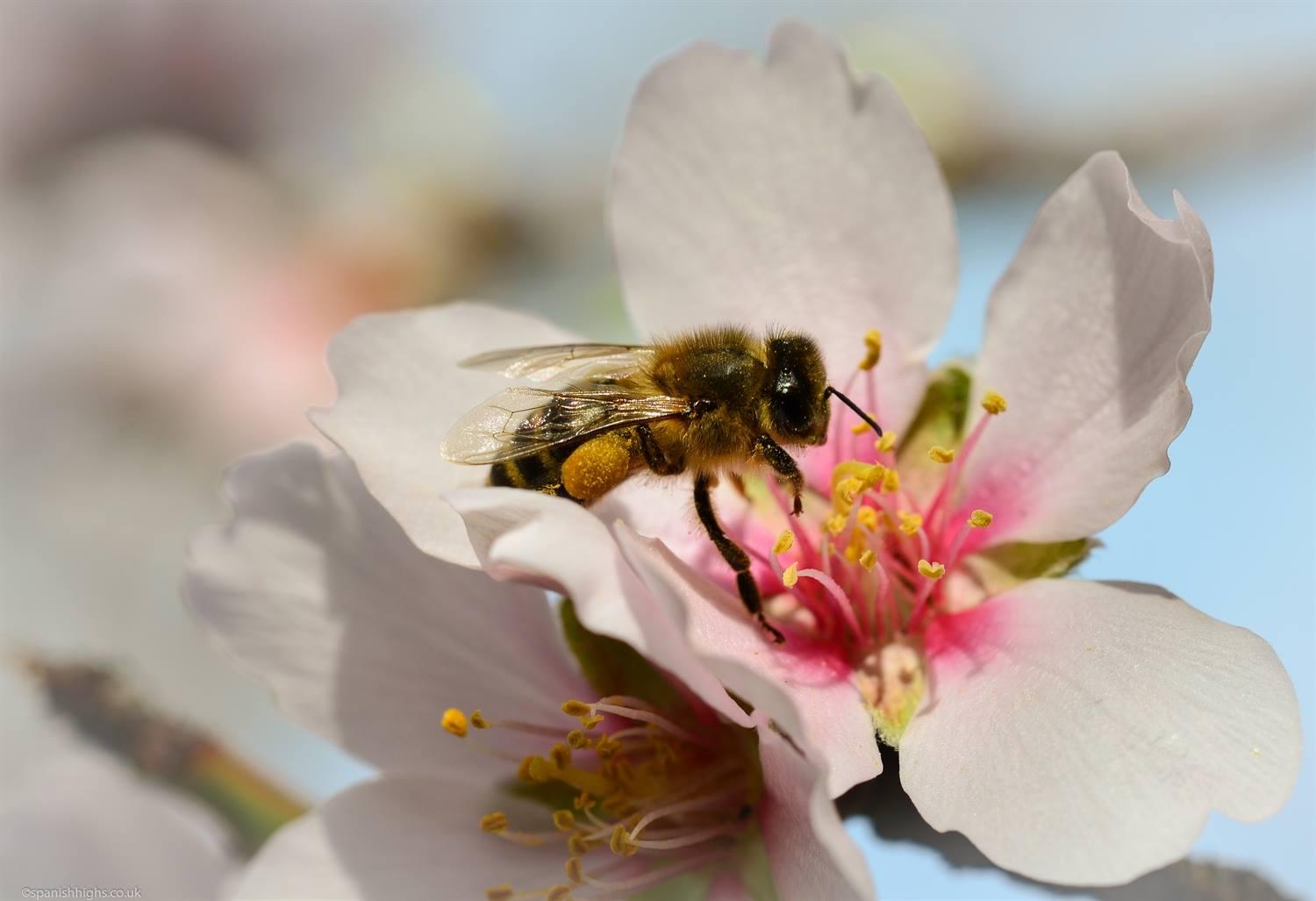 A bee heavily laden with  yellow pollen on her legs resting on an almond flower before flying back to the hive. The almond flower has white petals with pink smudge in the centre.