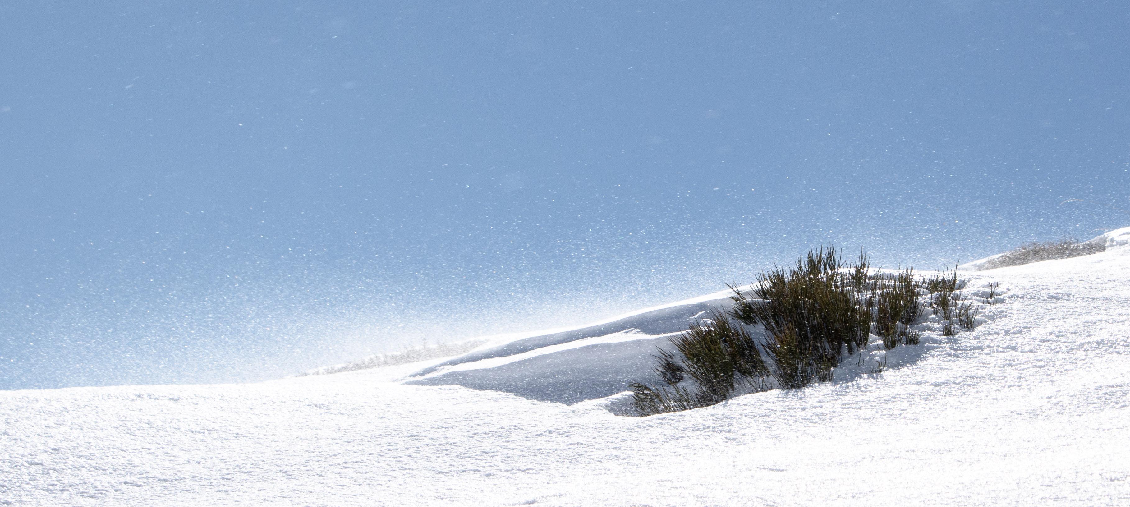 A spikey mountain plant showing above the snow. Wind blowing snow over the ridge showering the image with sparkly snow flakes. The sky is a winter light blue with snow sparkles.