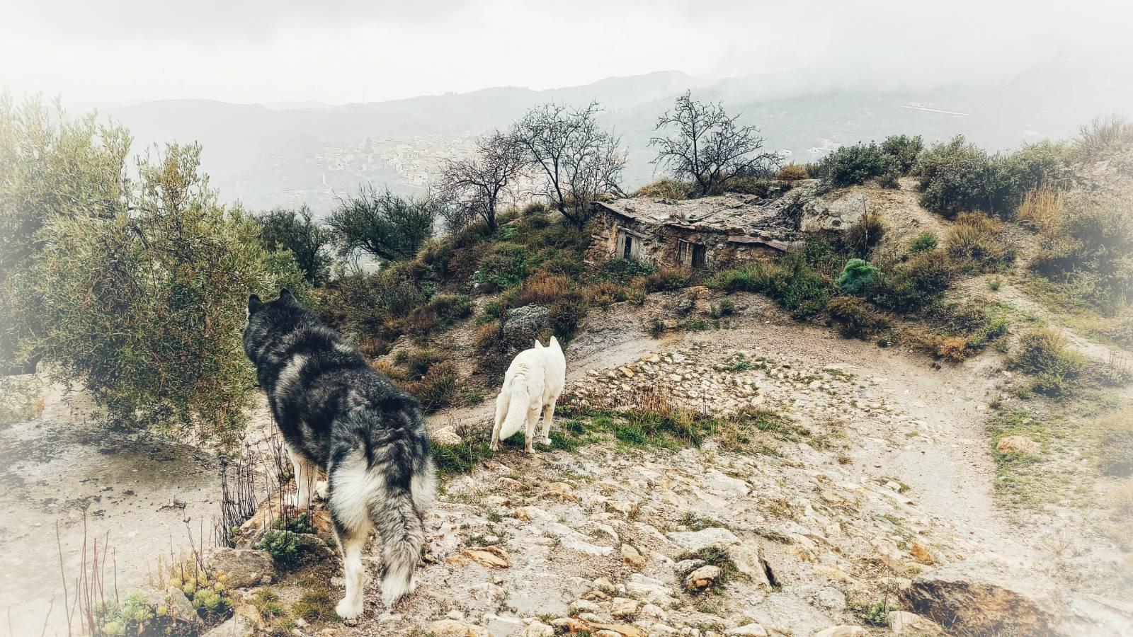 Two dogs with their backs to the camera. One black and white and one white stood on an ancient rocky muddy mule track, a ruin with almond and olive trees around it and the mule track curving in front. Through the cloud you can just make out the village below.
