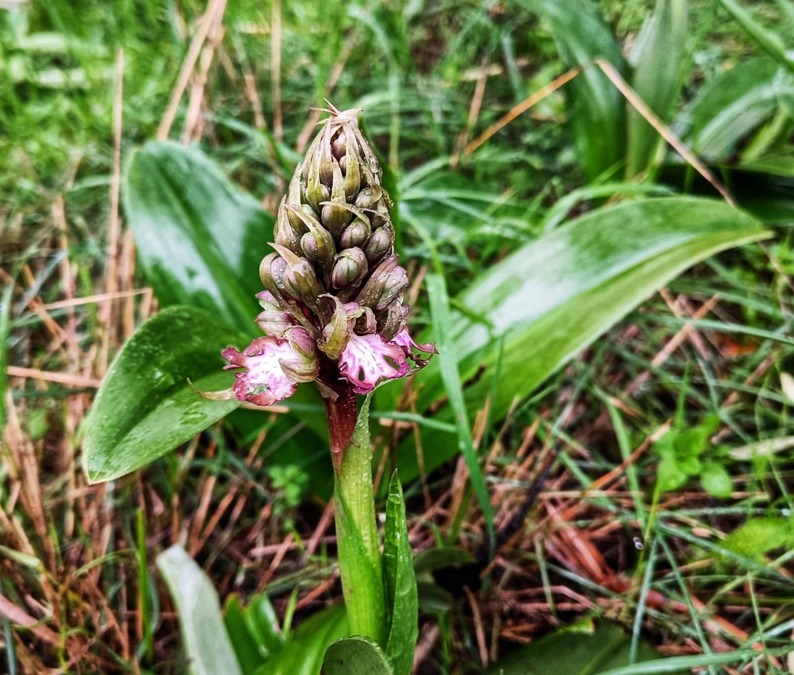 Two flowers start to unfurl on a Giant Orchid. The flowers are white with pink tinged edges ans pink dots in the white. Shiny green leaves. Many buds still to open. The orchid is standing among grass and other orchid rosettes. 